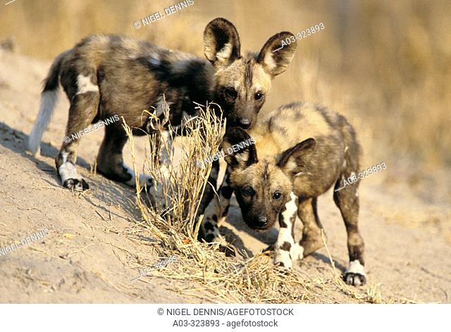 Wild Dogs or Cape Hunting Dogs (Lycaon pictus), young pups. Kruger National Park, South Africa