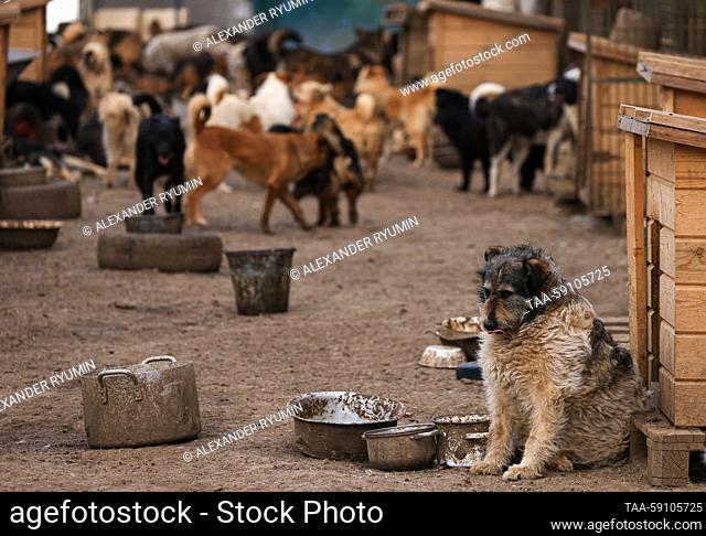 RUSSIA, RYAZAN - MAY 15, 2023: Stray dogs stay in a shelter run by the municipal animal control service. On May 16, the Russian State Duma is expected to...