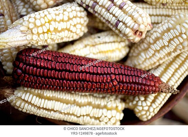 Corn cobs sit in a bucket outside a home n San Andrés Tzicuilan on the outskirts of Cuetzalan del Progreso, Mexico. Cuetzalan is a small picturesque market town...