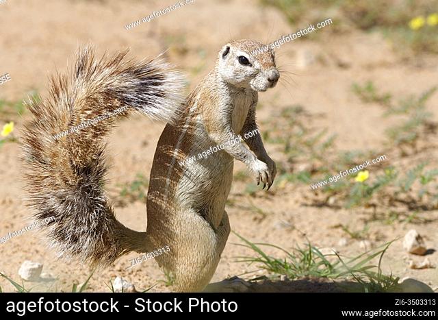 Cape ground squirrel (Xerus inauris), adult female, standing upright, Kgalagadi Transfrontier Park, Northern Cape, South Africa, Africa
