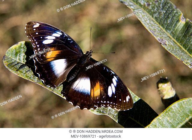 Butterfly - Varied Eggfly / Common Eggfly / Blue Moon Varied Eggflies belong to the family Nymphalidae. (Hypolimnas bolina)