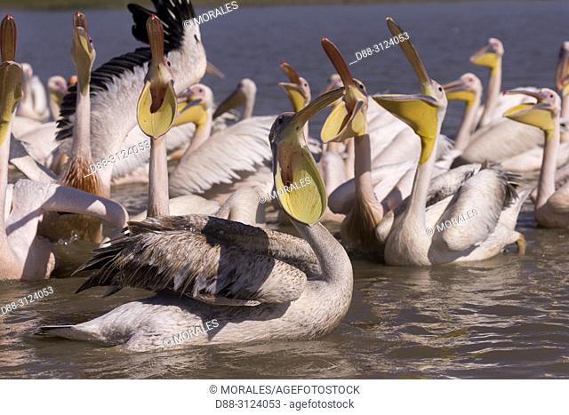 Africa, Ethiopia, Rift Valley, Ziway lake, Great White pelican (Pelecanus onocrotalus) around fishermen boats, they are waiting for the remains of fish thrown...