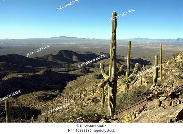 USA, America, United States, North America, Arizona, Tucson Mountain Park, Saguaro cactus, Carnegiea gigantea, cacti