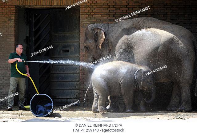 Two elephants are hosed with a water hose in the zoo in Berlin, Germany, 24 July 2013. Photo: DANIEL REINHARDT | usage worldwide
