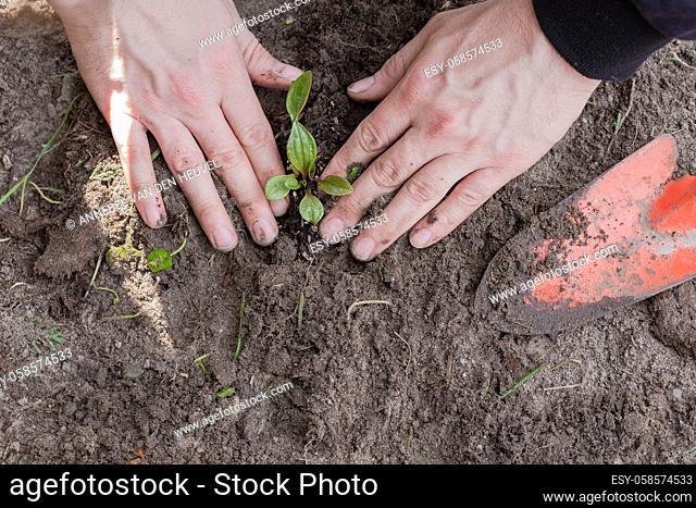 Two man hands planting a young tree or plant while working in the garden, seeding and planting and growing top view, farmers hands care of new life, environment