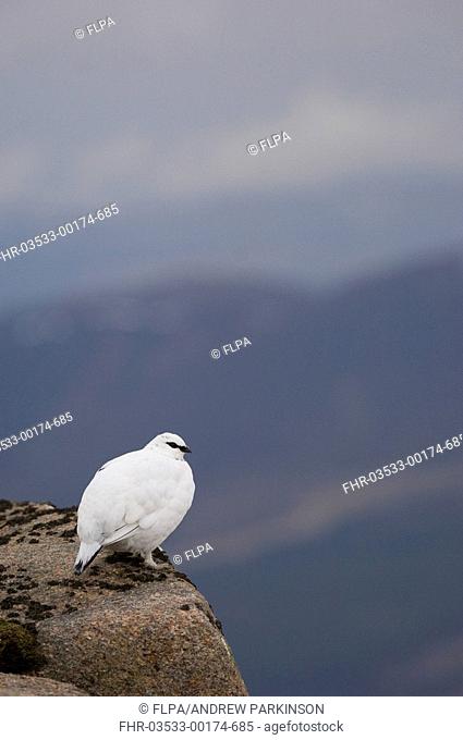 Rock Ptarmigan Lagopus mutus adult male, white winter plumage, standing on mountain ridge, Cairngorm Mountains, Highlands, Scotland, february