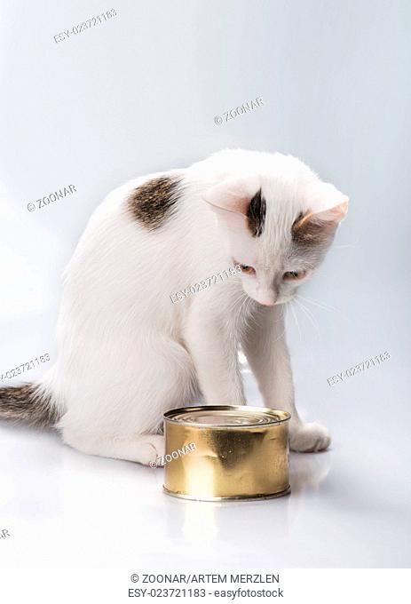 kitten with canned