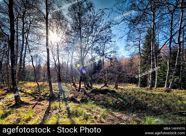Red moor, circular hiking trail, birch forest, UNESCO Biosphere Reserve Rhön, autumn, landscape, nature, Gersfeld, Hesse, Germany