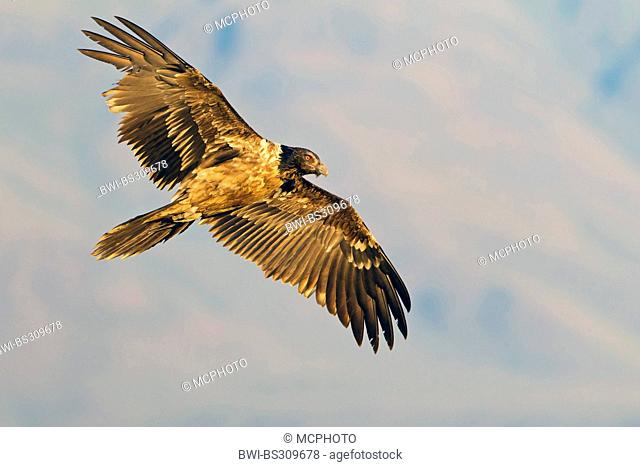 Lammergeier, Bearded Vulture (Gypaetus barbatus meridionalis), gliding squeaker in evening llight, South Africa, Kwazulu-Natal