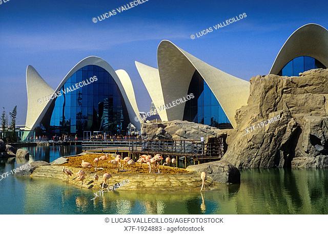 Oceanografic by Félix Candela, in City of Arts and Sciences by S  Calatrava  Valencia  Spain