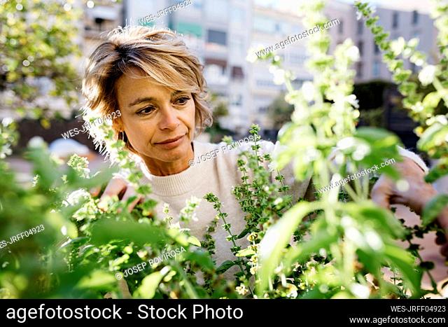 Mature woman looking at flowering plant while standing at rooftop garden
