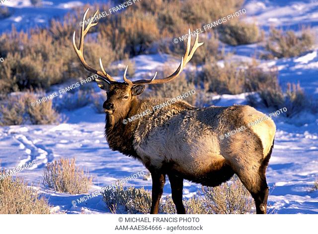Elk (Cervus elaphus) Yellowstone National Park, Wyoming