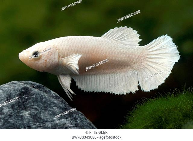 Siamese fighting fish, Siamese fighter (Betta splendens), female of the breed Halfmoon white