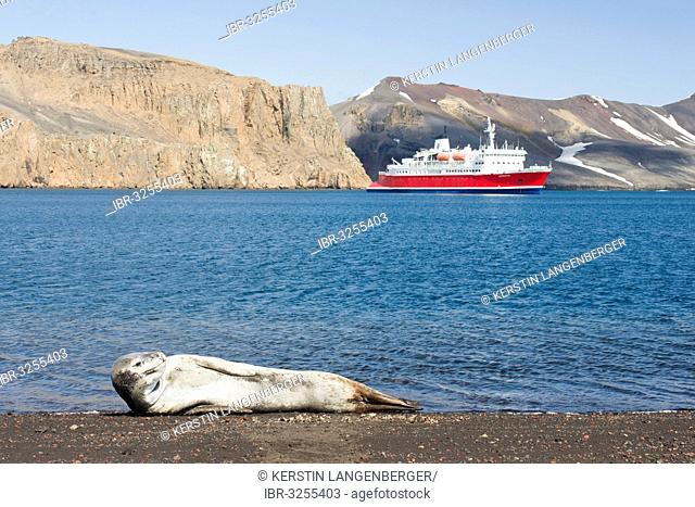 Leopard Seal (Hydrurga leptonyx), female, resting on a beach, expedition cruise ship MS Expedition at the rear