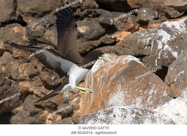 Brown Booby, adult, flight, Raso, Cape Verde (Sula leucogaster)