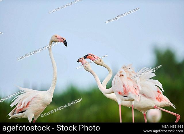 Pink flamingo (Phoenicopterus roseus), quarreling, lateral, Camargue, France, Europe
