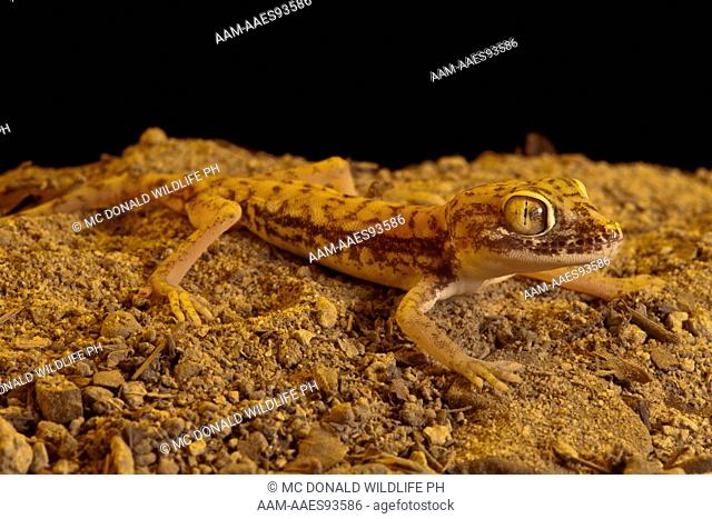 Dune Gecko (Stenodactyus petrii) North Africa, captive or controlled situation