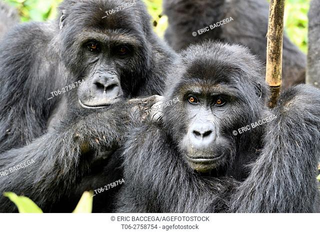 Eastern lowland gorilla grooming (Gorilla beringei graueri) in the equatorial forest of Kahuzi Biega National Park. South Kivu, Democratic Republic of Congo