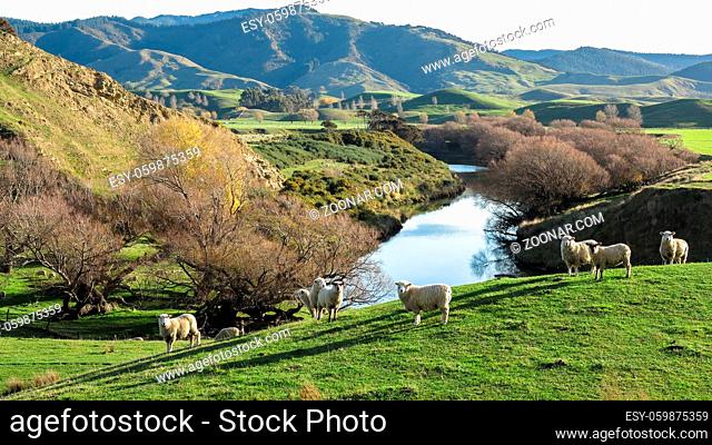 Sheep cast long shadows as they graze in late afternoon winter sunlight beside the Whareama river. North Island, New Zealand