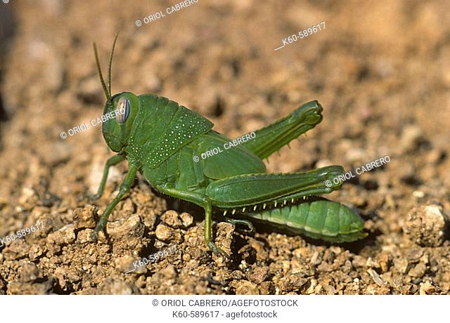 Egyptian Grasshopper (Anacridium aegyptium) nymph