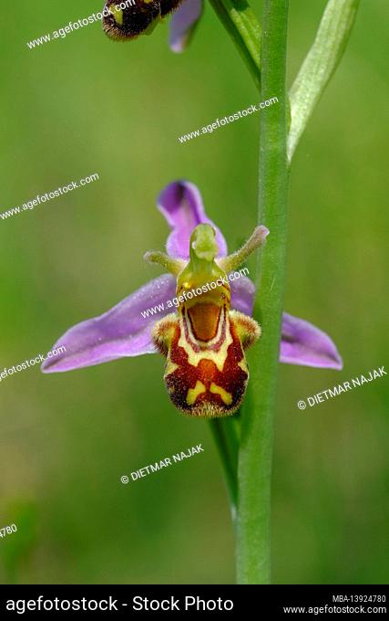 Bee ragwort, bee garlic, Ophrys apifera