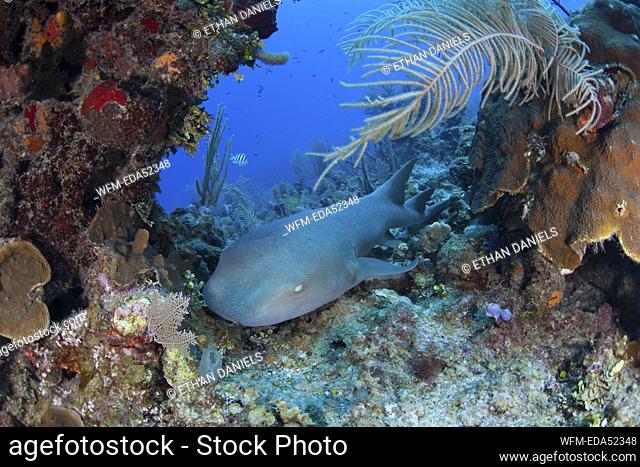 Nurse Shark, Ginglymostoma cirratum, Turneffe Atoll, Caribbean, Belize