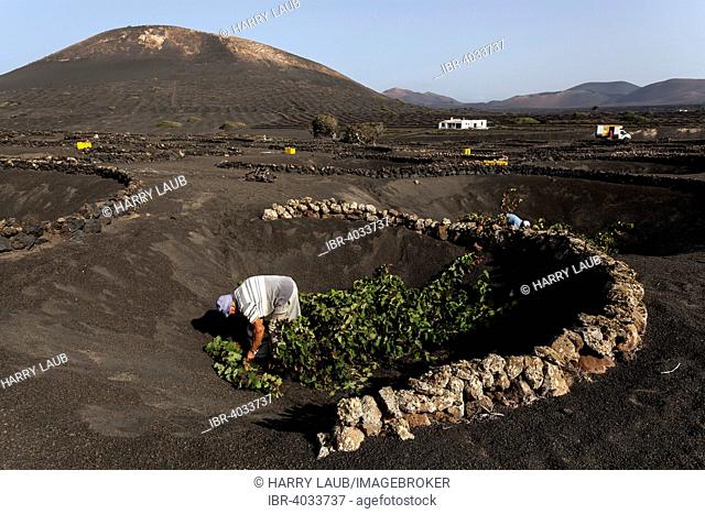 Typical vineyards in dry cultivation in volcanic ash, evening light, harvest, wine-growing region La Geria, Lanzarote, Canary Islands, Spain