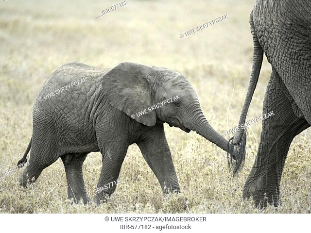 African Bush Elephant (Loxodonta africana), baby walking between cow elephants, Serengeti, Tanzania