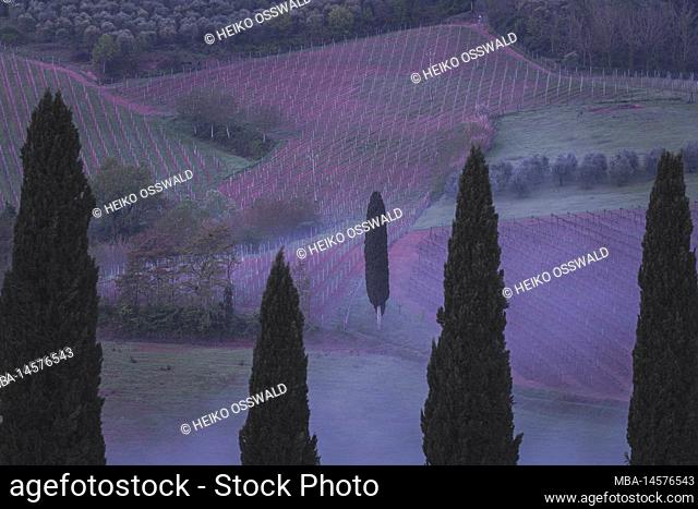 Fog, morning in Tuscany, cypress trees, Siena, Italy