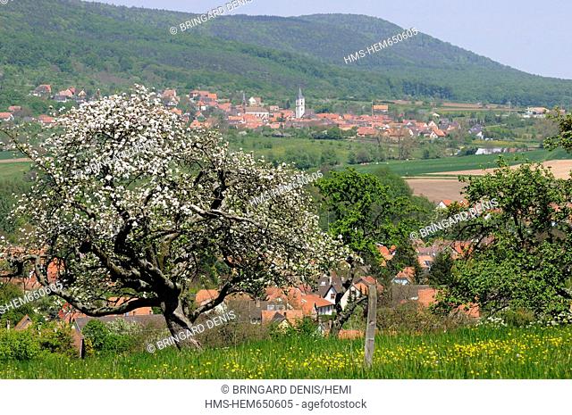 France, Bas Rhin, Park of the Northern Vosges, Froeschwiller, orchard apple tree in blossom Malus communis trees with tall stems