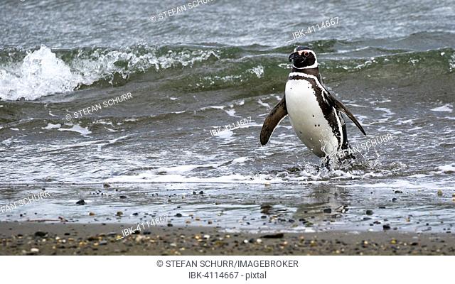 Magellanic penguin (Spheniscus magellanicus), Seno Otway, Region XII or Región de Magallanes y de la Antártica Chilena, Chile