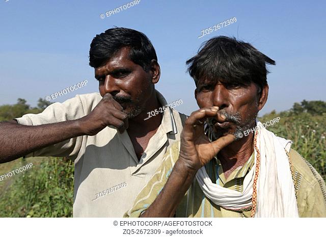 Pardhi Tribe - Fase Pardhi hunters bird calling to catch quails. Ganeshpur Village, Yawatmal District, Maharashtra, India