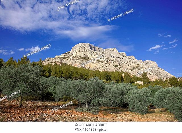 France, Bouches-du-Rhone, Sainte-Victoire mountain, olive grove