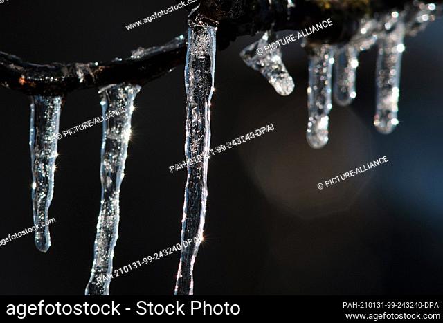 31 January 2021, Lower Saxony, Brunswick: The strong midday sun makes icicles hanging from branches of a walnut tree covered in a layer of egg glow against the...
