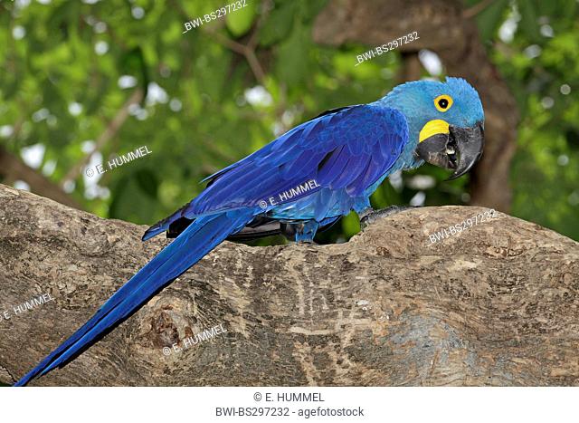 hyacinth macaw (Anodorhynchus hyacinthinus), sitting on a tree, Brazil, Pantanal