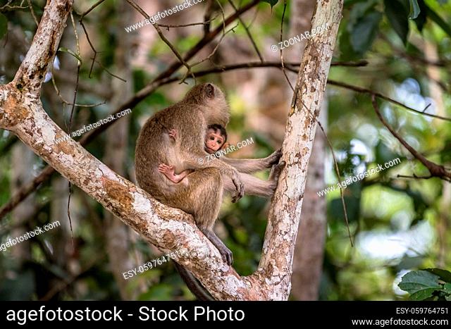 Wild baby macaque sucking breast milk from its mother in the rainforest of Borneo, Malaysia
