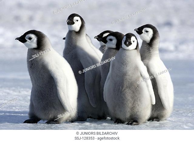 emperor penguin - cubs - Aptenodytes forsteri