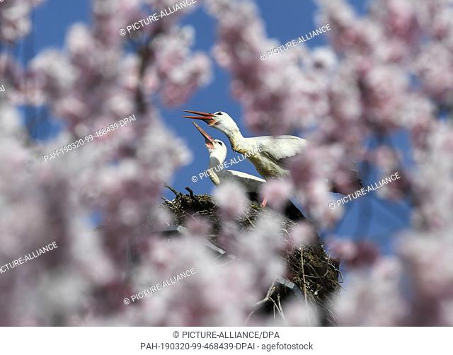 20 March 2019, Hessen, Bensheim: Behind a flowering almond tree, a pair of storks mate in its nest. Photo: Arne Dedert/dpa. - Bensheim/Hessen/Germany