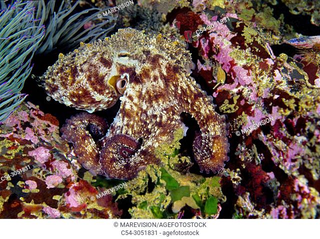 Juvenile common octopus (Octopus vulgaris). Eastern Atlantic. Galicia. Spain. Europe