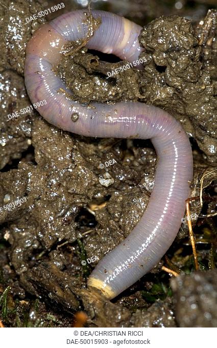 Annelida - Oligochaeta - Lumbricidae - Earthworm (Lumbricus terrestris). Respiratory system. Gas exchange occurs through body tegument