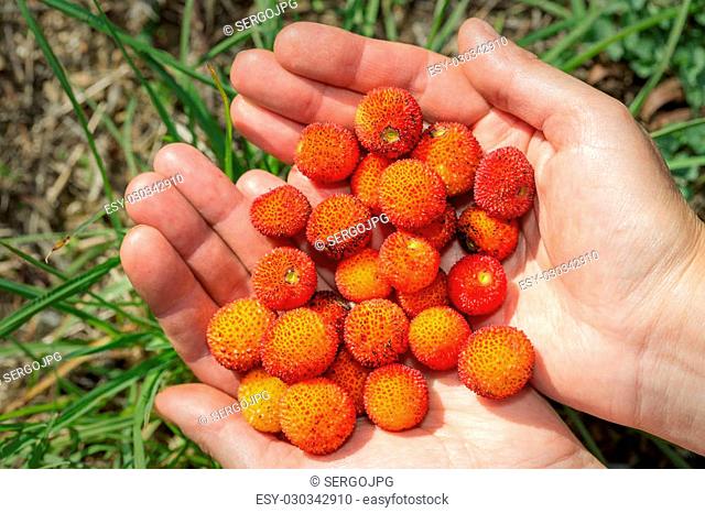 The girl holds in hands ripe berries arbutus. Close-up