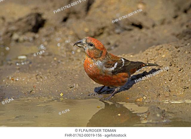 Two-barred Crossbill (Loxia leucoptera) adult male, vagrant drinking, Lyndford Arboretum, Norfolk, England, April