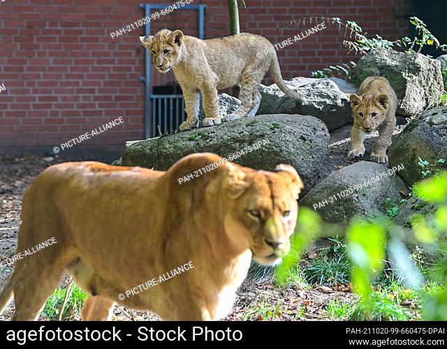 19 October 2021, Brandenburg, Eberswalde: View through a glass pane of the young lion siblings and their mother Xenia. Since the beginning of September