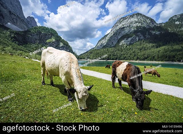 alpine green fields and cows at meadows near gosau lake at summer sunny day. salzkammergut region, gosau valley in upper austria, alps. europe