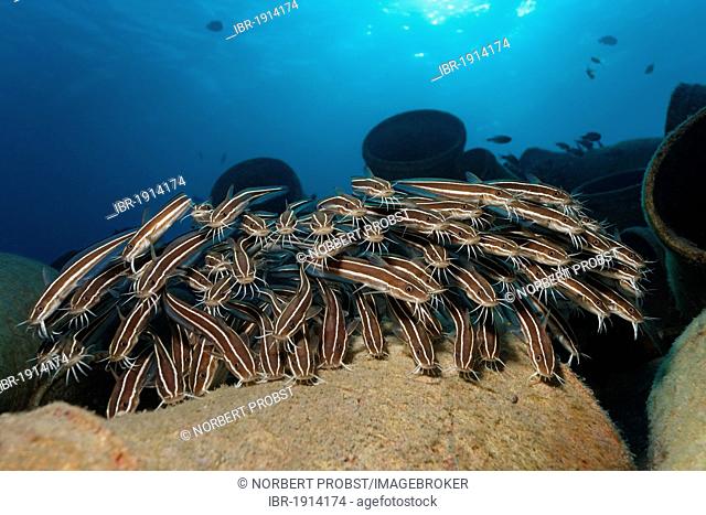 School of Striped eel catfish (Plotosus lineatus), above amphoras in front of the sun, Makadi Bay, Hurghada, Egypt, Red Sea, Africa