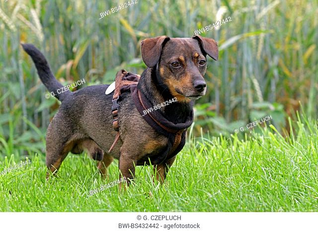 dachshund mixed breed dog, male dog standing in a meadow, Germany