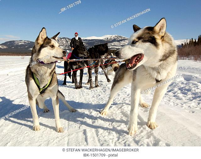 Man, musher on a dog sled, team of sled dogs, two lead dogs, leaders, Alaskan Huskies, frozen Yukon River, Yukon Territory, Canada