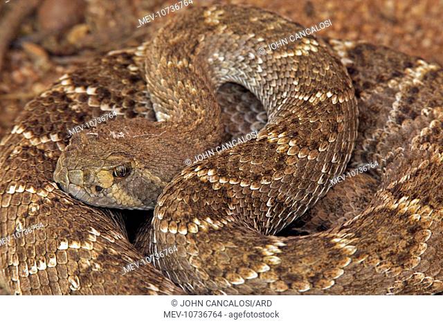 Western Diamond-backed Rattlesnake - emerging from winter hibernation site (Crotalus atrox)