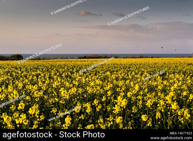 Rape field, sea, yellow, baltic sea