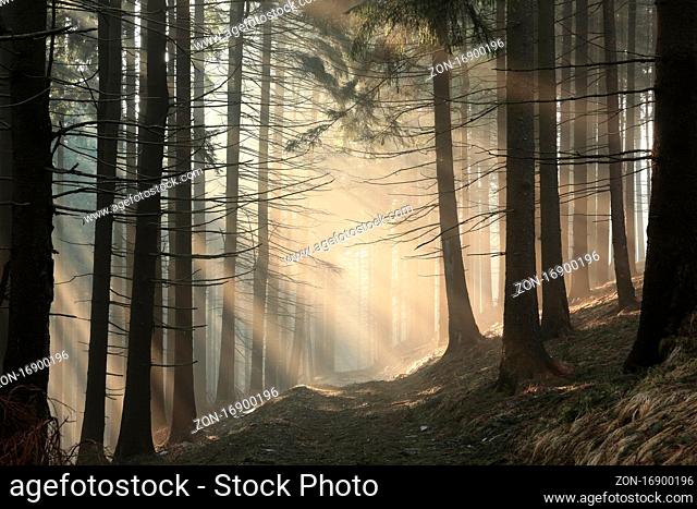 Trail through the forest to the top of the mountain on a sunny autumn morning, Bischofskoppe Mountain, Poland